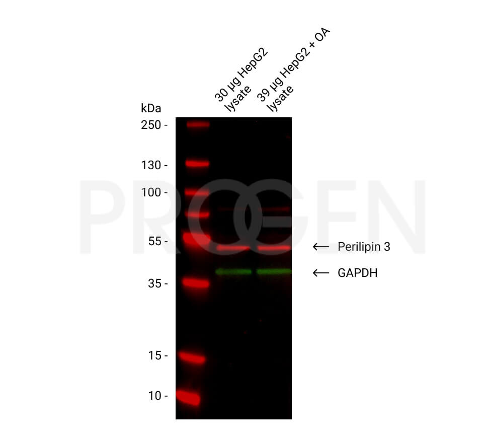anti-Perilipin 3 (N-terminus) guinea pig polyclonal, serum