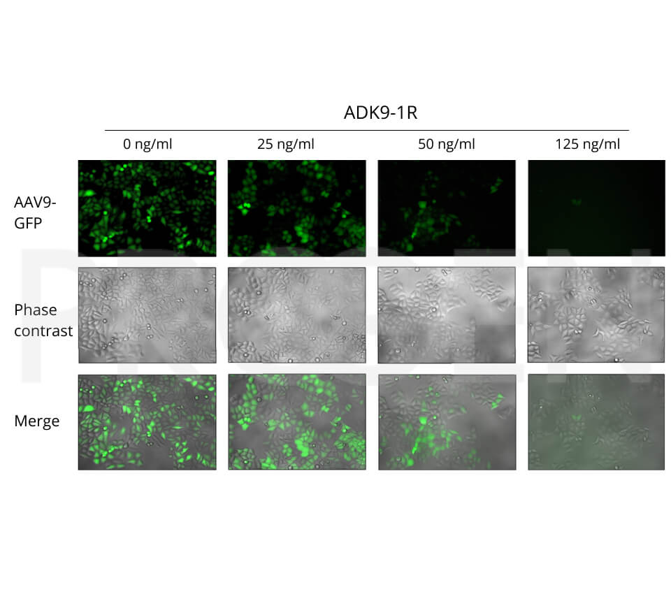 anti-AAV9 (intact particle) mouse recombinant, ADK9-1R, lyophilized, purified, sample